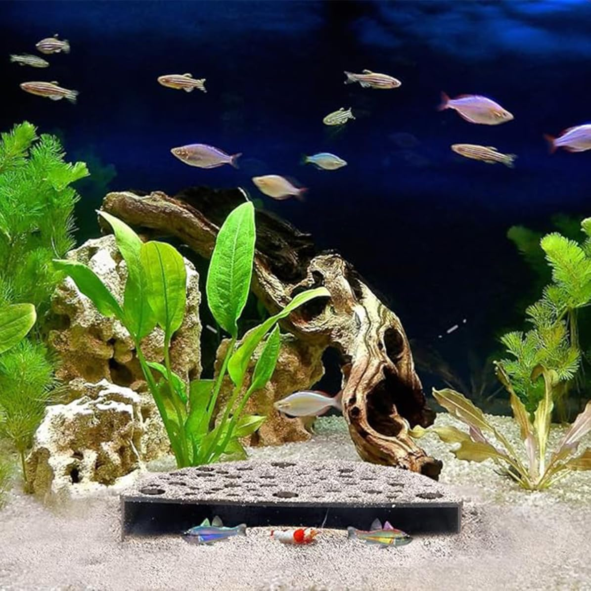 Wzenclave Shrimp Hides for Aquarium, Black Plastic Shrimp Cave Shelters & Small Fish Tunnel for Breeding, Durable Aquarium Hideout Decor, Tank Accessories for Shrimp and Small Fish image number 2