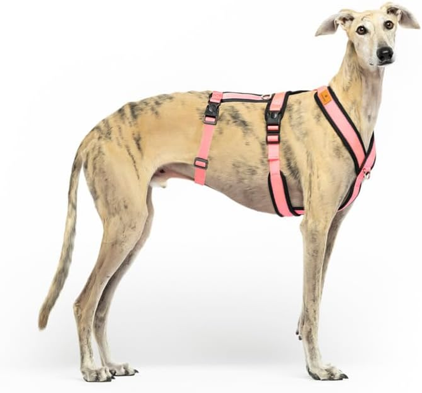 3 Point No Pull Harness, Ideal for Greyhound, Italian Greyhound, Whippet, Greyhound, Podenco - Safe, Breathable and Durable Walking, Training and Running - Anthracite, M