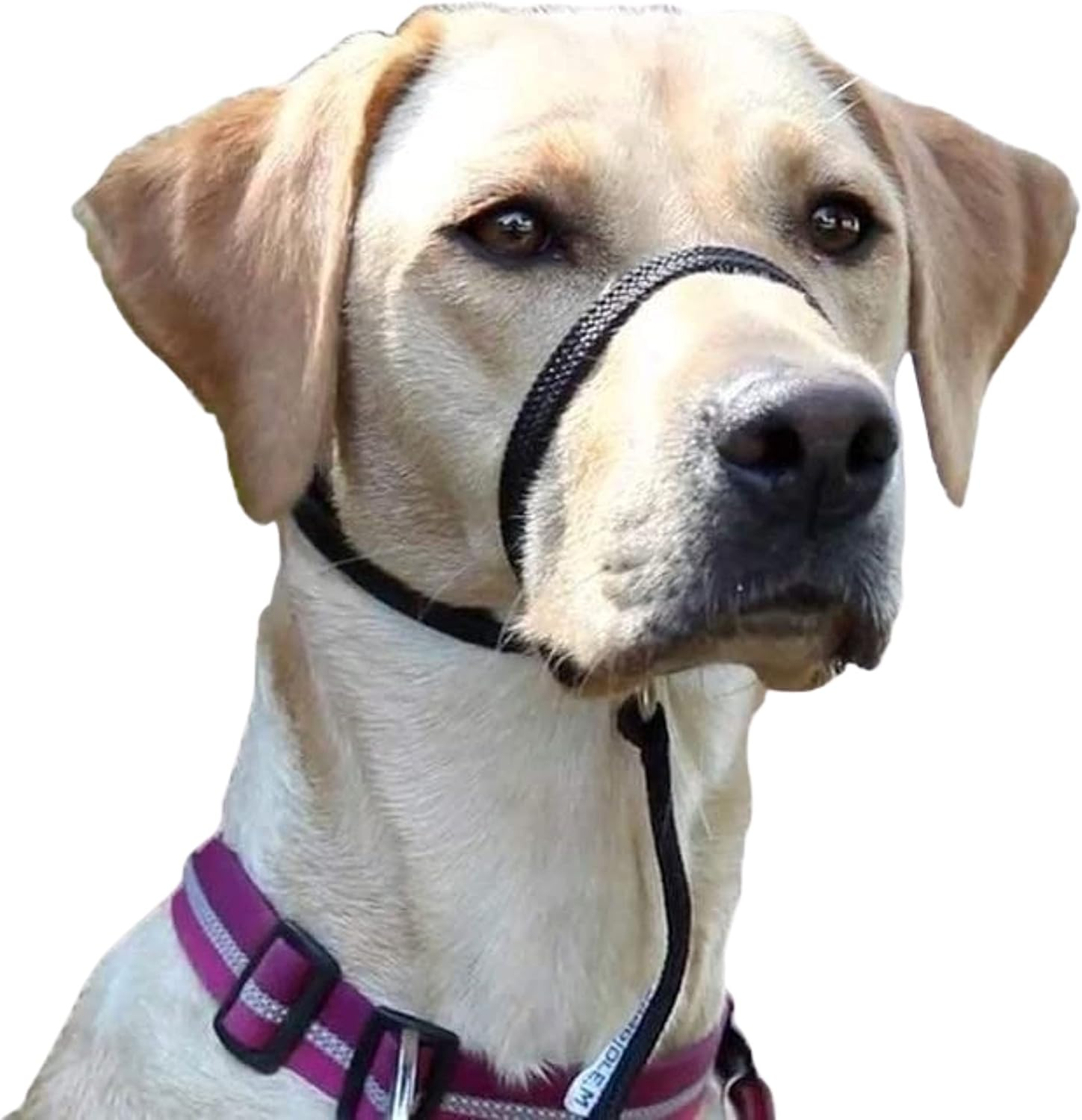 Premium Dog Harness &ndash; Training Collar Lovely Anti-Pull Harness Guaranteed Reduces Aggression Anti-Bark Collar Head Holster for Small to Large Dogs Black image number 6