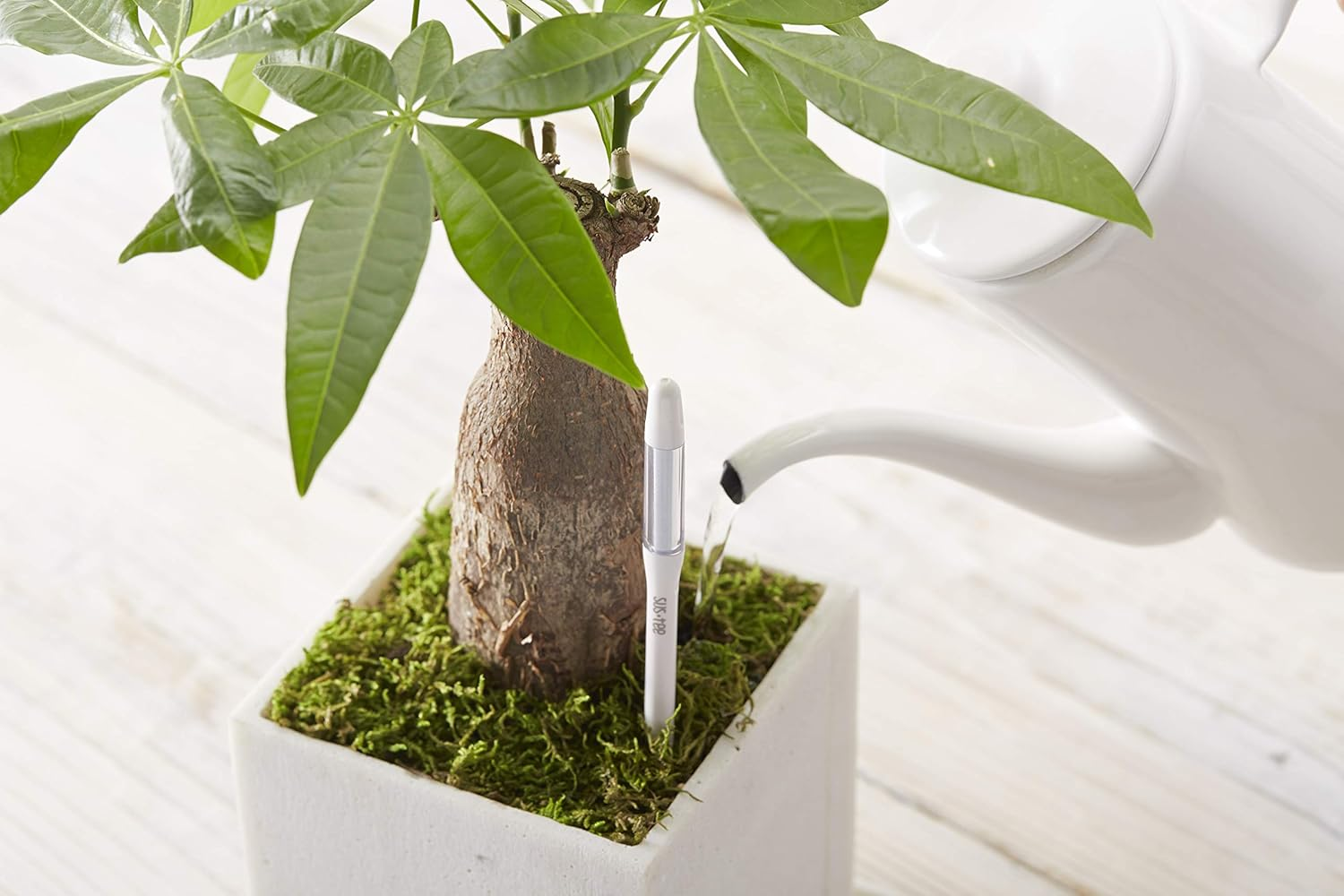 Cabinotier Aquameter (Green, Medium), [Set of 3],Soil Moisture Meter,No Battery Required,[Japan Import],With English Instruction image number 6