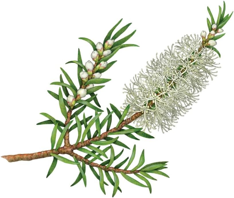 Koala Eco Tea Tree and Lemon Scented Natural Hand and Surface Spray, 125 Ml image number 3