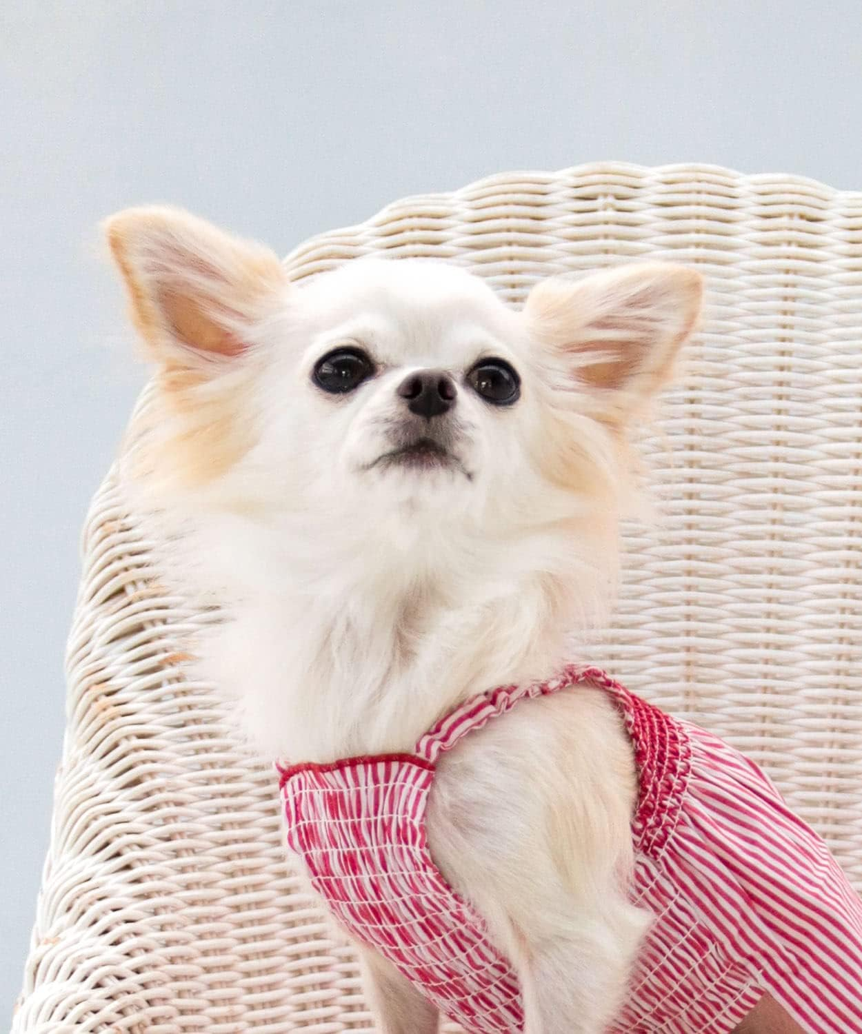 Dog Life Striped Cami Red Dog Small image number 1