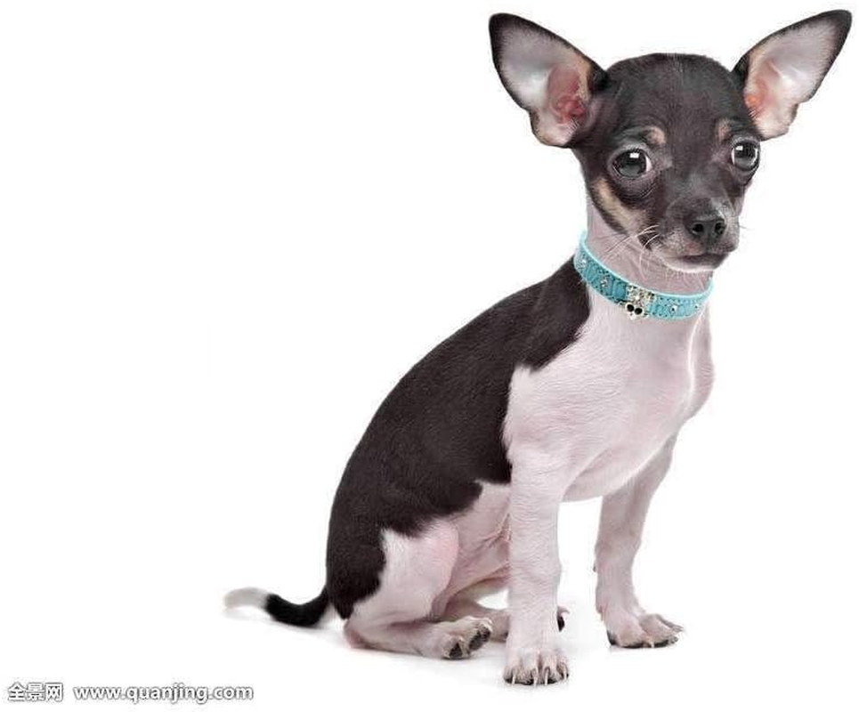 Haoyueer Cute Dazzling Sparkling Elegant Fancy Skull Diamond Crystal Rhinestone Leather Small Pet Dog Cat Collar Puppy &hellip; (M, Black) - Red image number 4