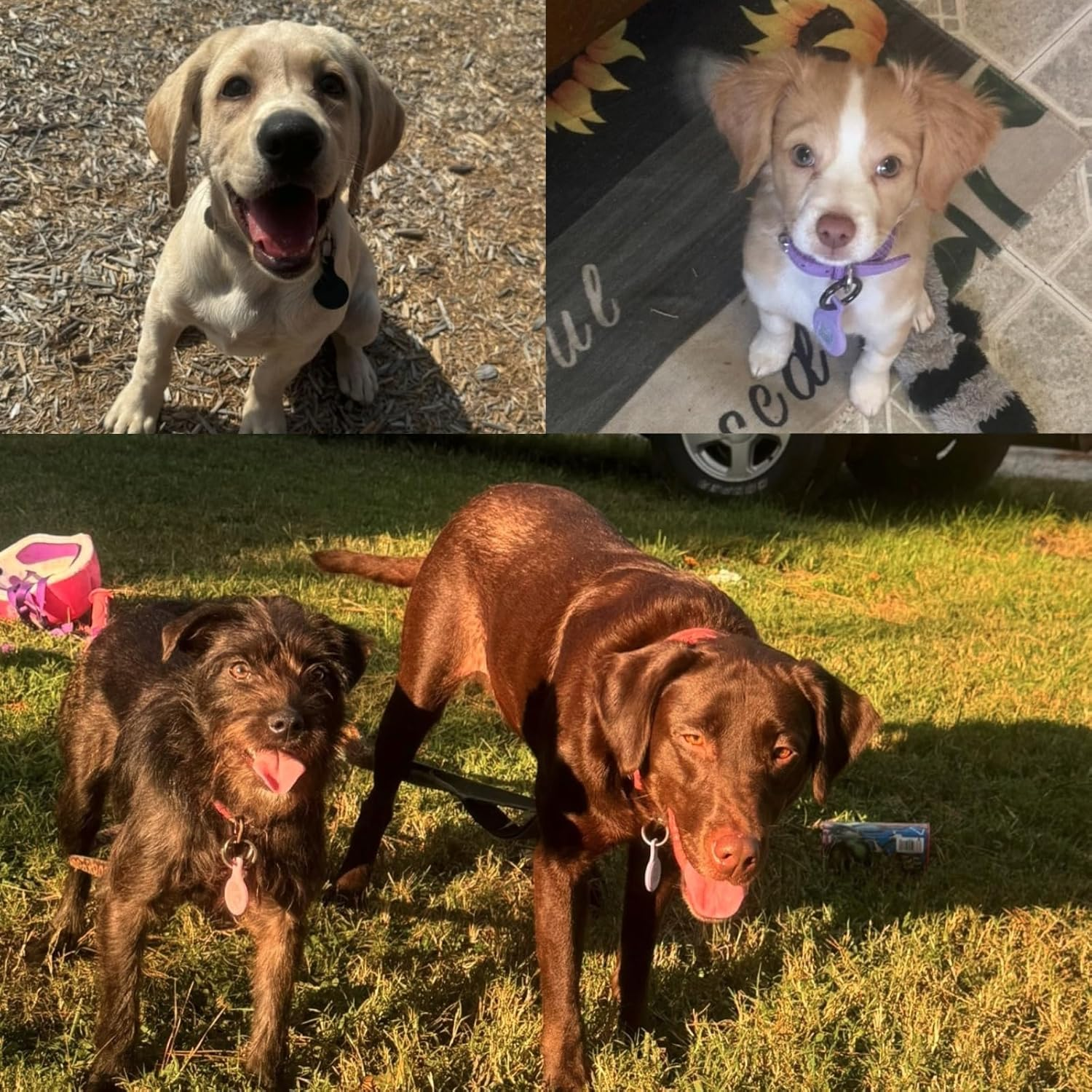 Smart Pet ID Tag with QR Code, Pet Tag, Dog Tracker, Dog Tag, Cat Tag, Smart NFC Pet Tag, Digital Profile Tracking, Contact Information, Scan Alert, Instant Location image number 5