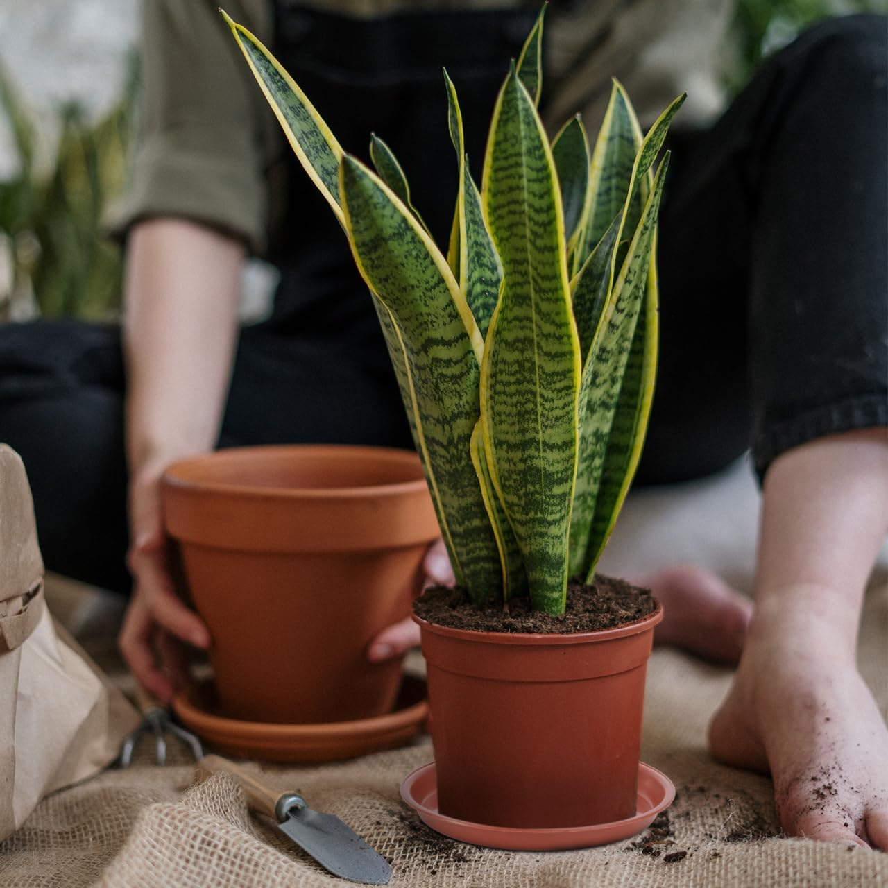 Alasum 10Pcs Red Plastic Flower Pot Trays Heat-Resistant Plant Saucers Non-Slip Base for Indoor Outdoor Garden Succulents Protect Surfaces