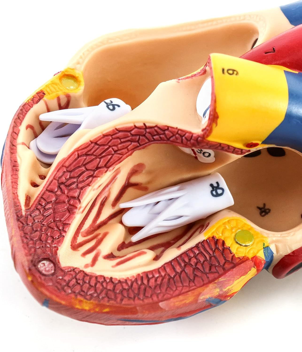 QWORK Human Heart Model, Anatomically Accurate Numbered 2-Part Life Size Heart Medical Model with 34 Anatomical Structures, Held Together with Magnets on Base