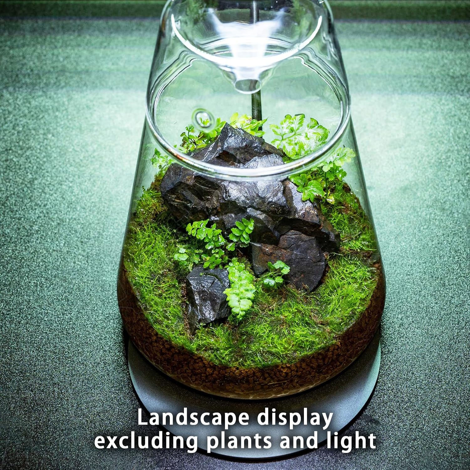 Glass Plant Terrarium with Lid 6.3"X7.9" Inches Succulent Air Planter Fern Moss Micro-Landscape Vase for Home Office Tabletop Decoration Container Indoor Wardian Copyright Patent image number 5