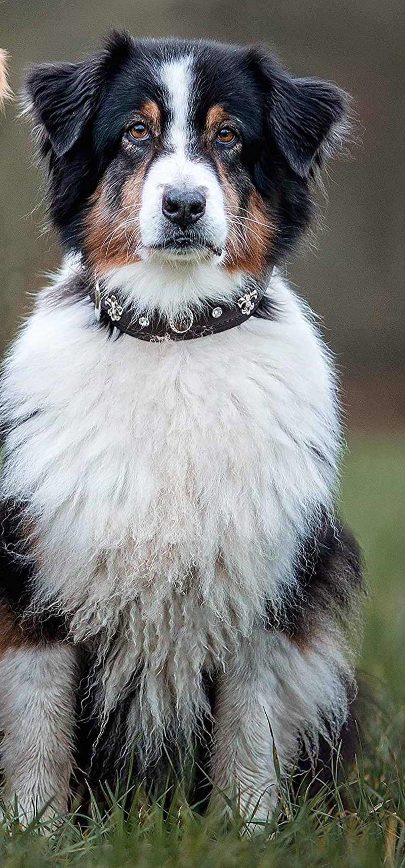 MICHUR Mateo Leather Dog Collar Brown Leather with Lilies Rhinestones and Large Brown Stone Leather Collar for Dog image number 4
