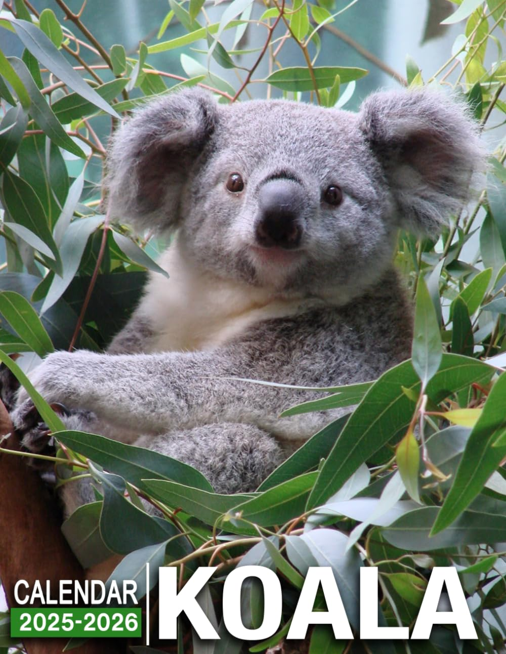 Koala Calendar 2025 - 2026: Spread Joy and Stay Organized with 24-Month 2025-2026 with US Holidays - Ideal for Gifting or White Elephant Parties, Perfect Christmas Gift!
