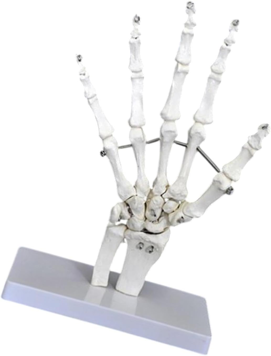 Eigell Human Joint Model for Educational Purposes, Medical Display Tool, Skeleton Structure for Science Learning, Hand