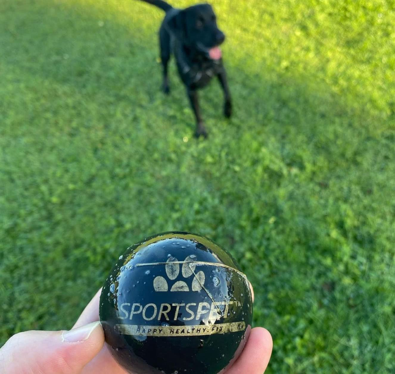 SPORTSPET Tough Bounce Natural Rubber Dog Balls - Highly Durable Tough Bounce Balls (65Mm)