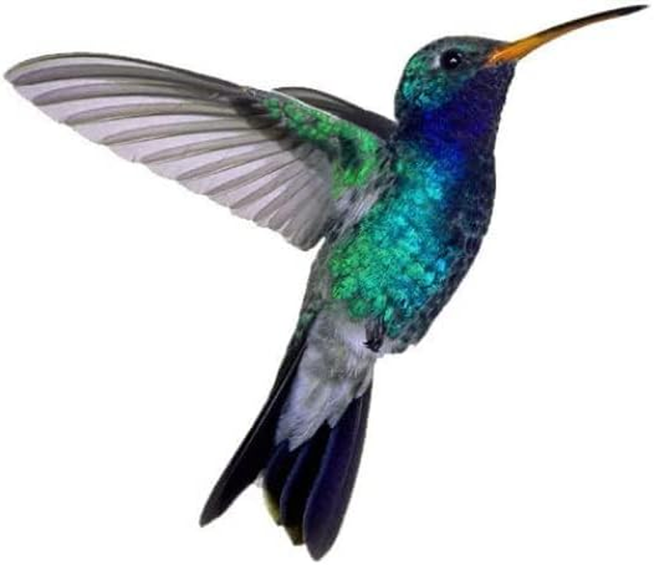 Hummingbird Temporary Tattoo 2.5X2" 3 Copies