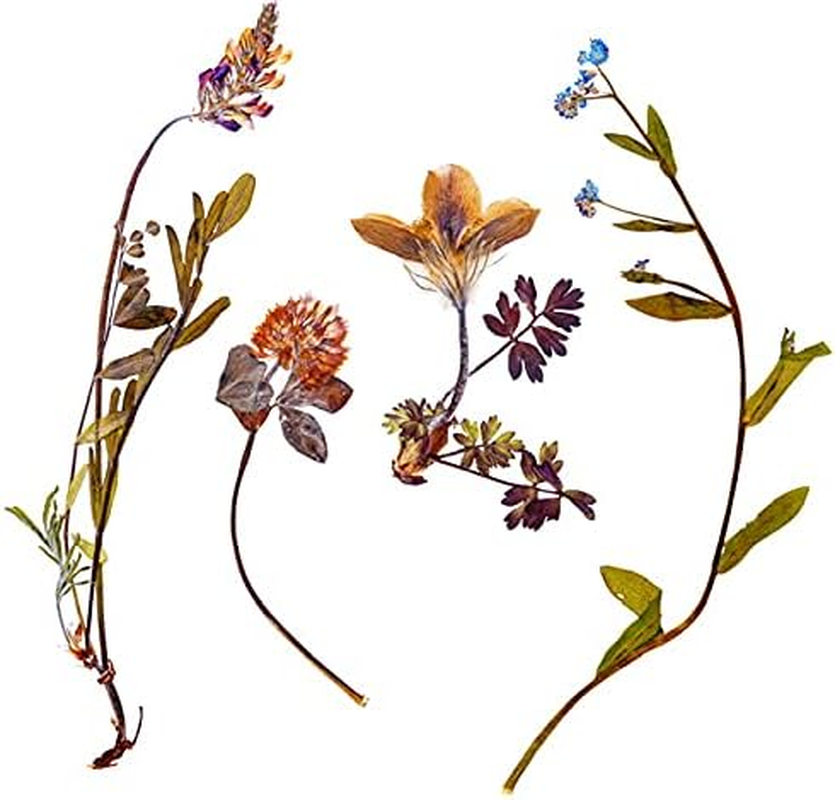 Saint Pure the Rainforest Breast & Body Massage Oil with Basil, Neroli, Rose & Rosemary (100Ml, Women)