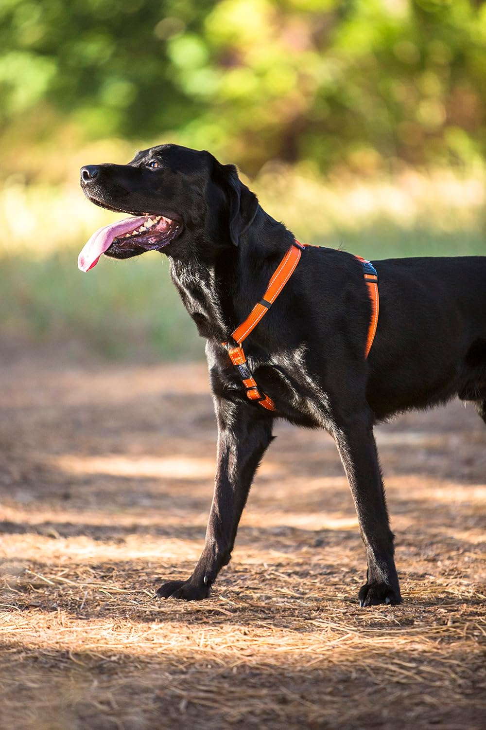 Rogz Utility Dog H-Harness, Dayglow - Green image number 3