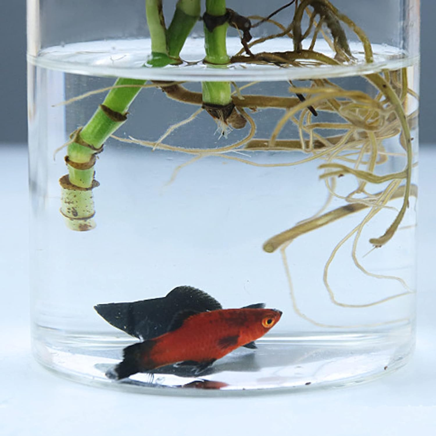 MMIAOO Hydroponic Plant Glass Container,Glass Mini Vase - Micro Landscape Ecological Bottle,Home Decoration Vase,For Water Plants or Flowers,Garden Wall Decoration (Cylinder, 10 * 12Cm) image number 5