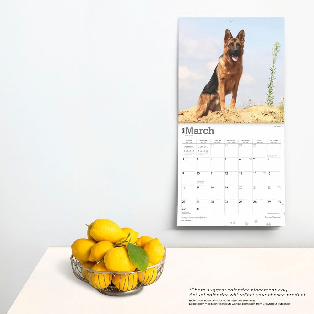 German Shepherds | 2025 12 X 24 Inch Monthly Square Wall Calendar | Plastic-Free | Browntrout | Animals Dog Breeds image number 1
