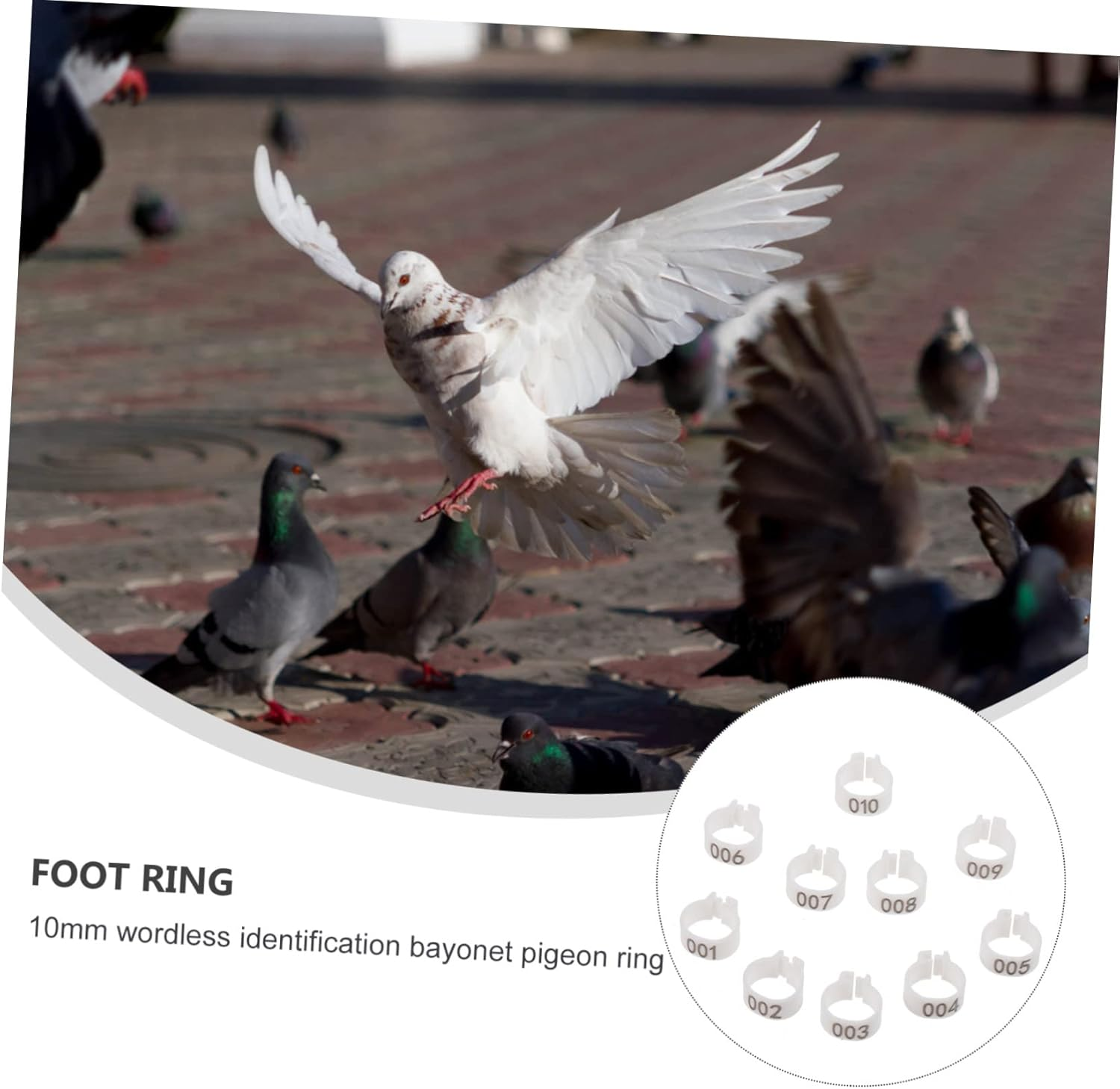 Beavorty 100Pcs Digital Foot Ring Pigeon Foot Ring Numbered Bird Leg Pigeon Identification Bands for Bird Poultry Leg Bands image number 1