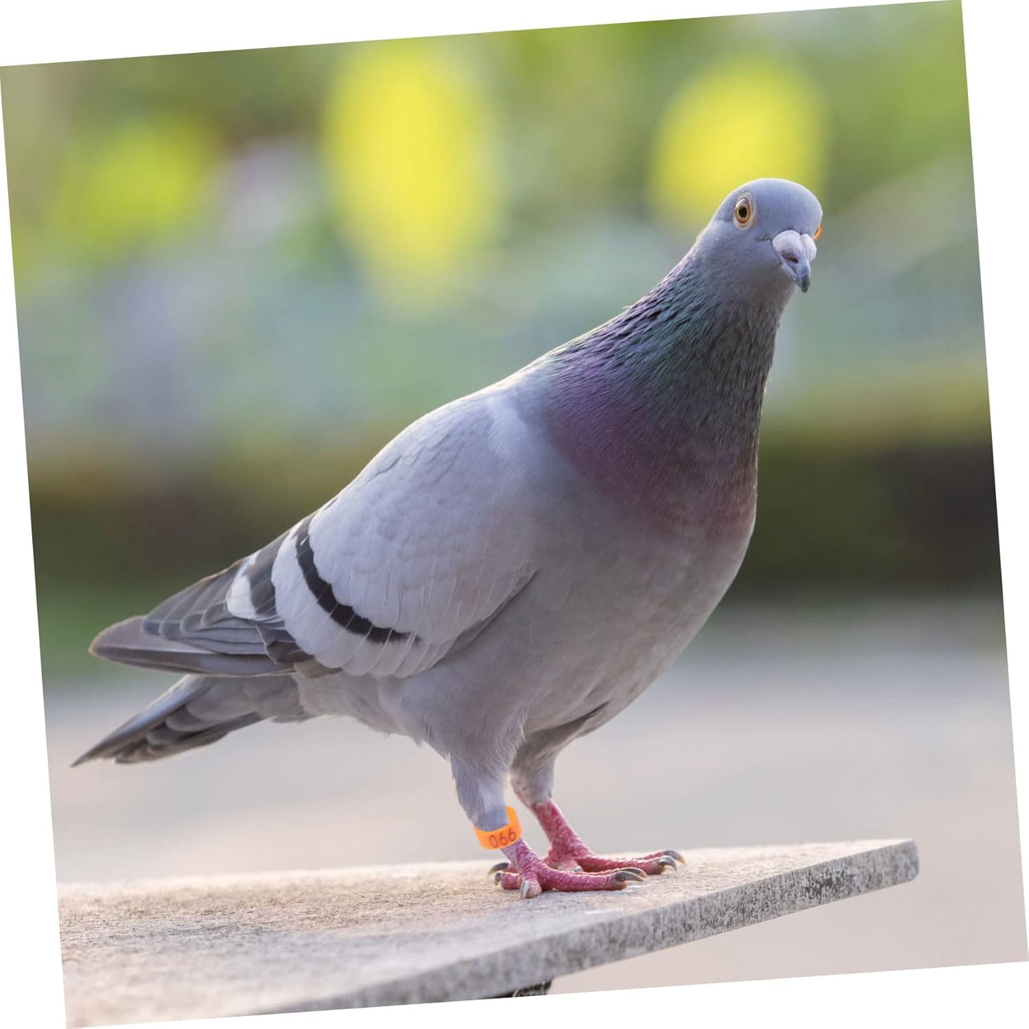 ERINGOGO 100 Pcs Pigeon Foot Rings Plastic Bird Leg Bands Identification Bands Bright Orange for Pigeons and Poultry Bird Accessories