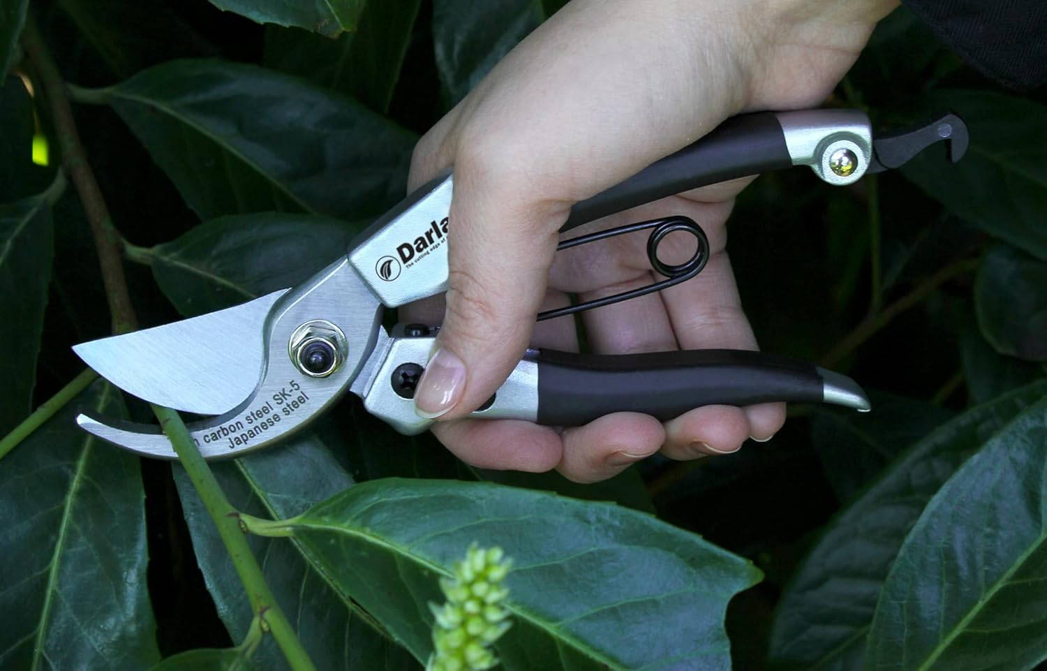 Darlac Compact Pruner - Lightweight Bypass Pruners for General Pruning - 16Mm - Ideal for Fine or Delicate Pruning and Small or Medium Hands - SK5 High Carbon Japanese Steel - Easy to Use Safety Catch image number 2