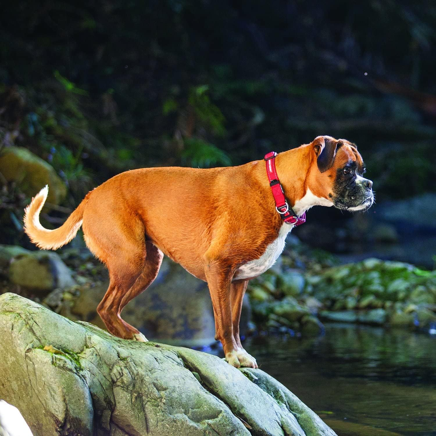 EZYDOG Double up Dog Collar | Dog Collar Small, Medium, Large Dogs, Reflective Dog Collar, Supreme Comfort, Soft Neoprene Material, Strong Nylon Webbing (Large, Grey) image number 3