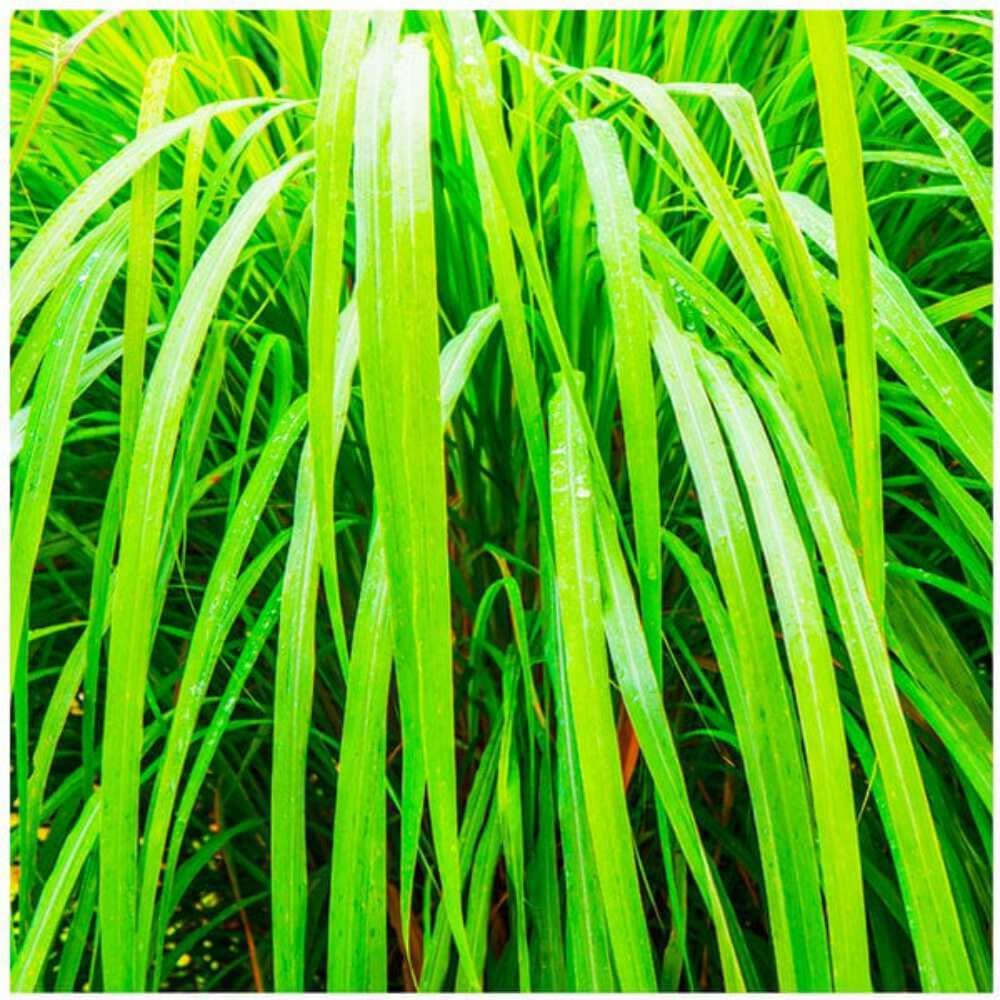 Saponificio Artigianale Fiorentino Vetiver Bar Soap 12X200G image number 2