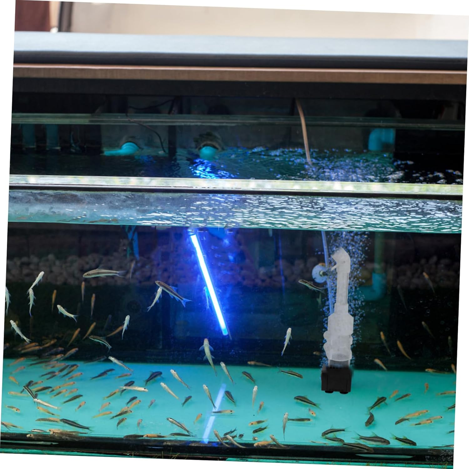 HAPINARY 2Pcs 50Mm Fish Hatchery Incubator Egg Tumbler Mouth-Brooding Fish Breeding Tank Aquarium Breeder Box for Cichlid Fry in Aquatic Pets Random Color image number 6