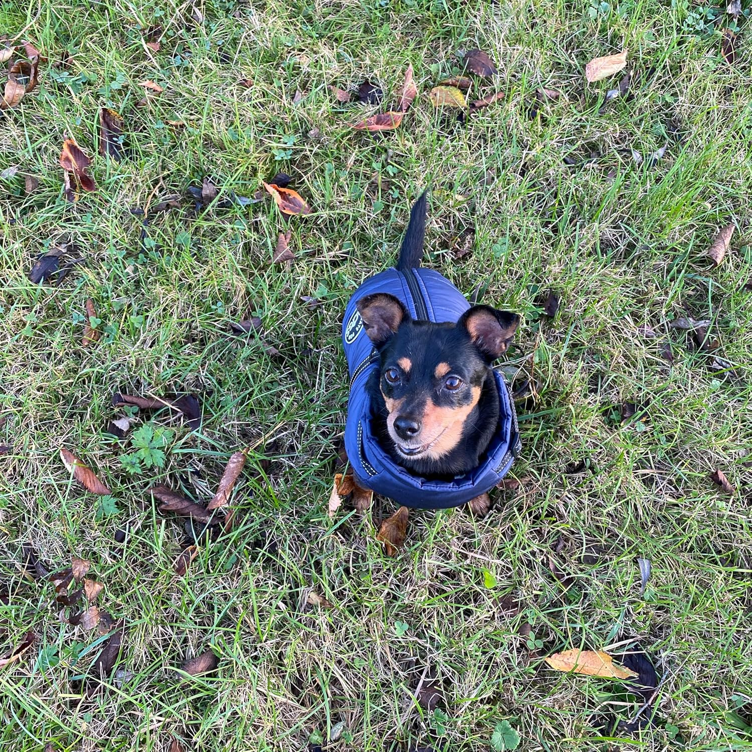 MATE for DOGS&reg; Dog Jacket Winter Vest Jackets Dog Coat Dog Jumper Pet Vest with Chest Harness Strap Lined (L, Blue) image number 6