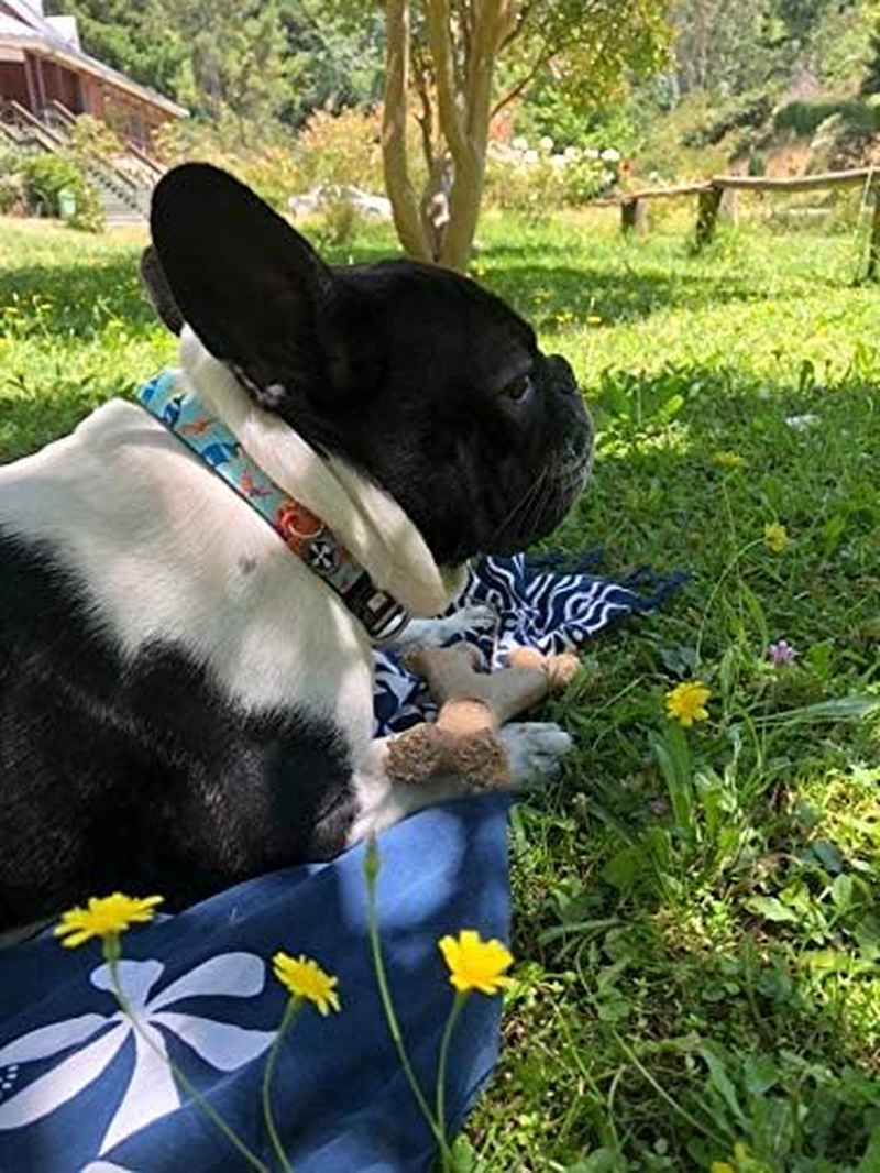 Smart ID Dog Collar (Paradise) - Medium image number 5