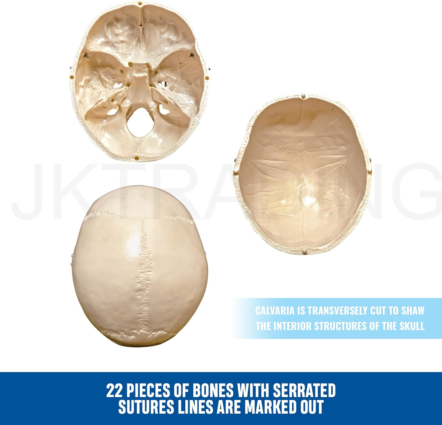 Bergmann Human Skeleton Model - 180Cm Life Size Skeleton W Spinal Nerves - Accurate Skeletal - Rolling Stand, Dust Cover - Anatomy Skeleton Medical - Articulated Skeleton Bone Model (180Cm W Nerves) image number 2