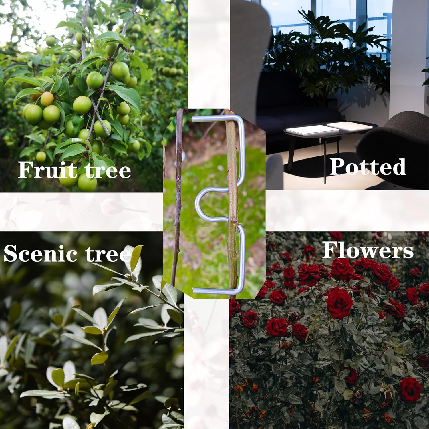 DAGUANZHI 15 Pcs Fruit Tree Branch Puller Tying Machine Farm Tools New Plum Tree Open Angle Pull Branch Stereotyped Branch Bending Tool Fruit Branch M-3.94(Inch) image number 2