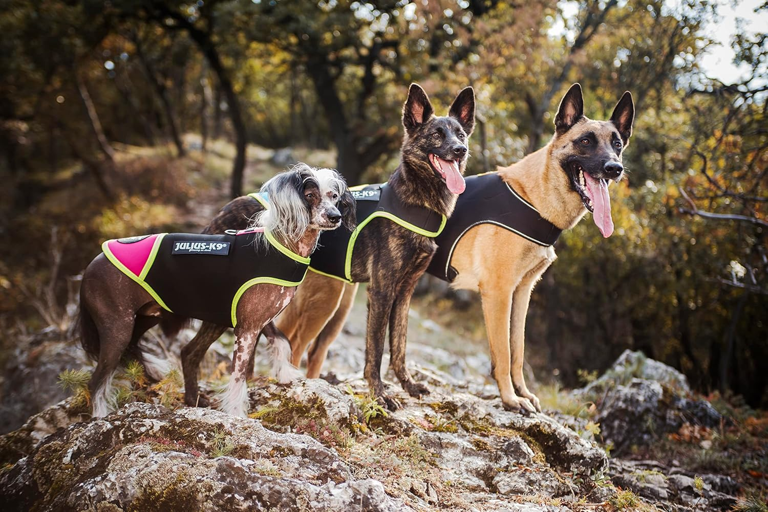 Julius-K9, 16DC-IDC-S, IDC Neoprene Dog Jacket, Size: S, Harness Size: Mini, Black and Yellow image number 1