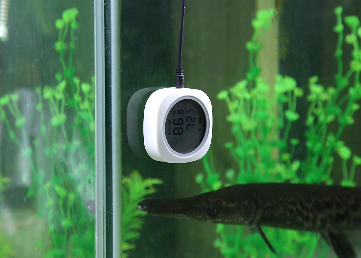 Inkbird Wireless Bluetooth Hygrometer & Thermometer - Humidity & Temperature Ios/Android Record for Greenhouse, Breeding, Fermentation, Home (IBS-TH1 Plus) image number 2