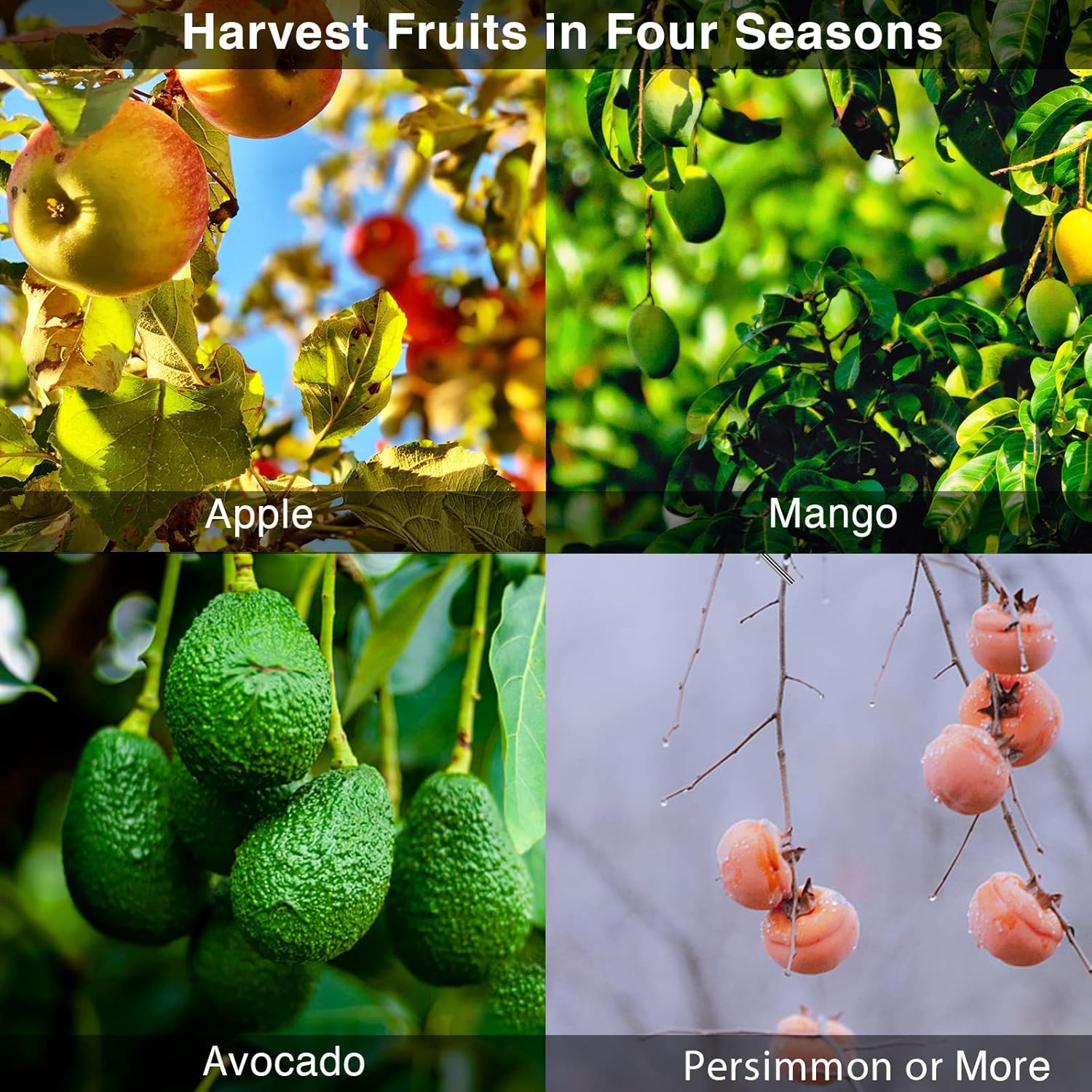 Donsail Fruit Picker Pole Tool with Basket Telescoping Long Handle, 35-65 Inch Adjustable Apple Orange Picker Pole Tool with Basket for Avocado Acorn Lemon Pear Mango Tree Picker image number 2