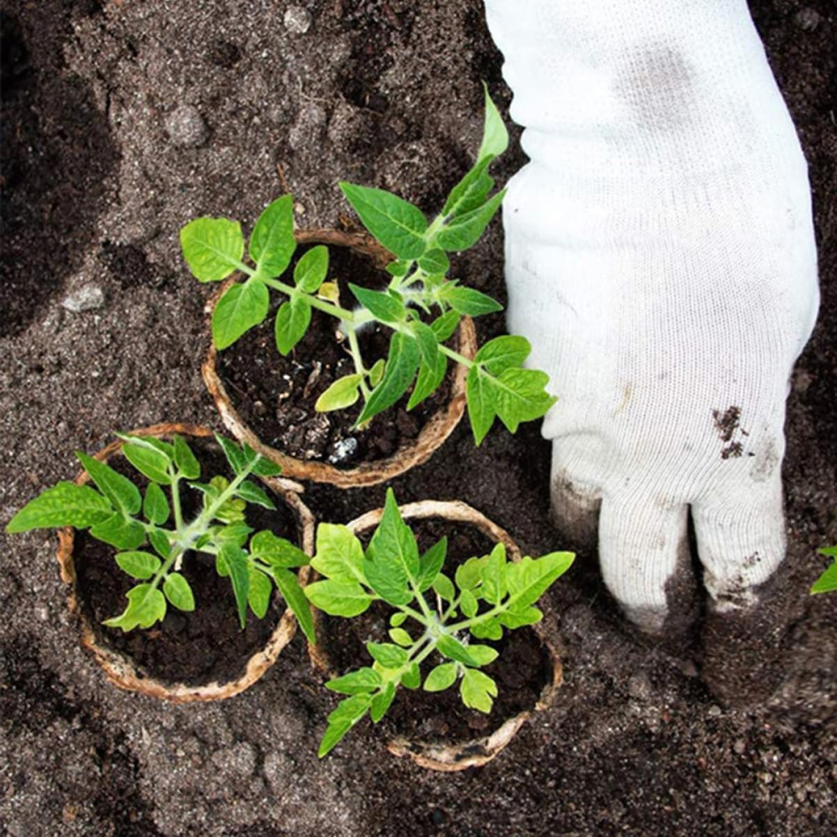 INOOMP 50Pcs Garden Nursery Pots round Seedling Trays Paper Planting Trays for Indoor Plants Seed Starting Supplies