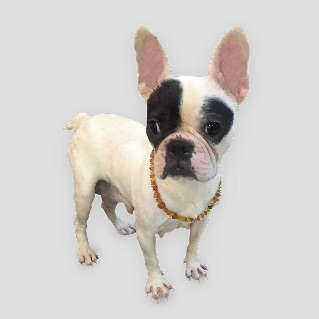 Amber Collar for Dogs and Cats - Certified Premium Quality Raw Baltic Sea Amber - 41Cm image number 3