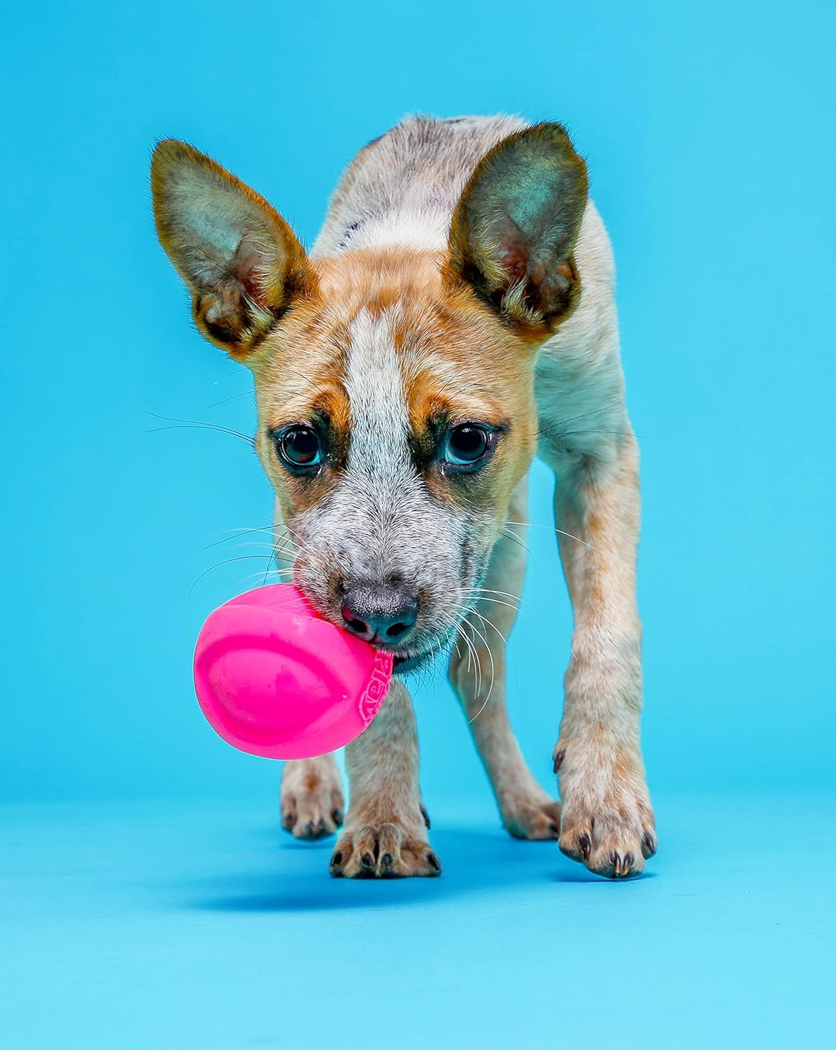 Hartz Duraplay Ball Squeaky Latex Dog Toy, Medium 3 Pack image number 1