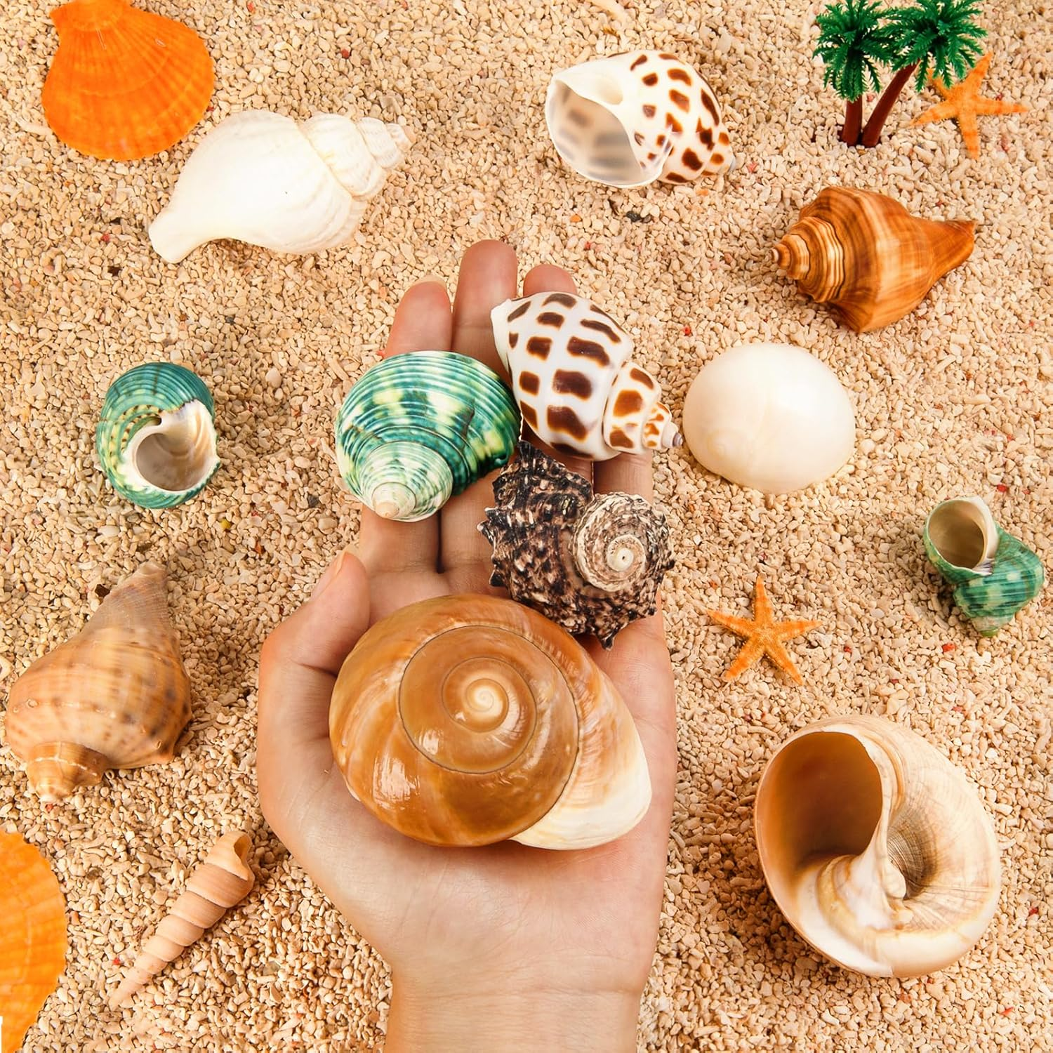 12PCS Hermit Crab Shells | Natural Sea Conch Size 1.6"-3.2" | Growth Turbo for Small to Medium and Large Crabs, Saltwater Hermit Crab Supplies and Sea Shell for Beach Decor image number 2