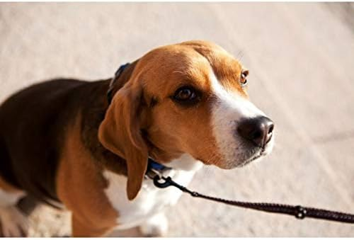 Ezydog Vario 4 Multifunction Dog Leash - 25Mm Nylon Webbing Lead for Medium & Large Dogs - 4 Leashes in 1, Soft, Comfortable, Reflective, Carbon Snap Clip, (75Mm - 180Cm, Blue) - Camo image number 6