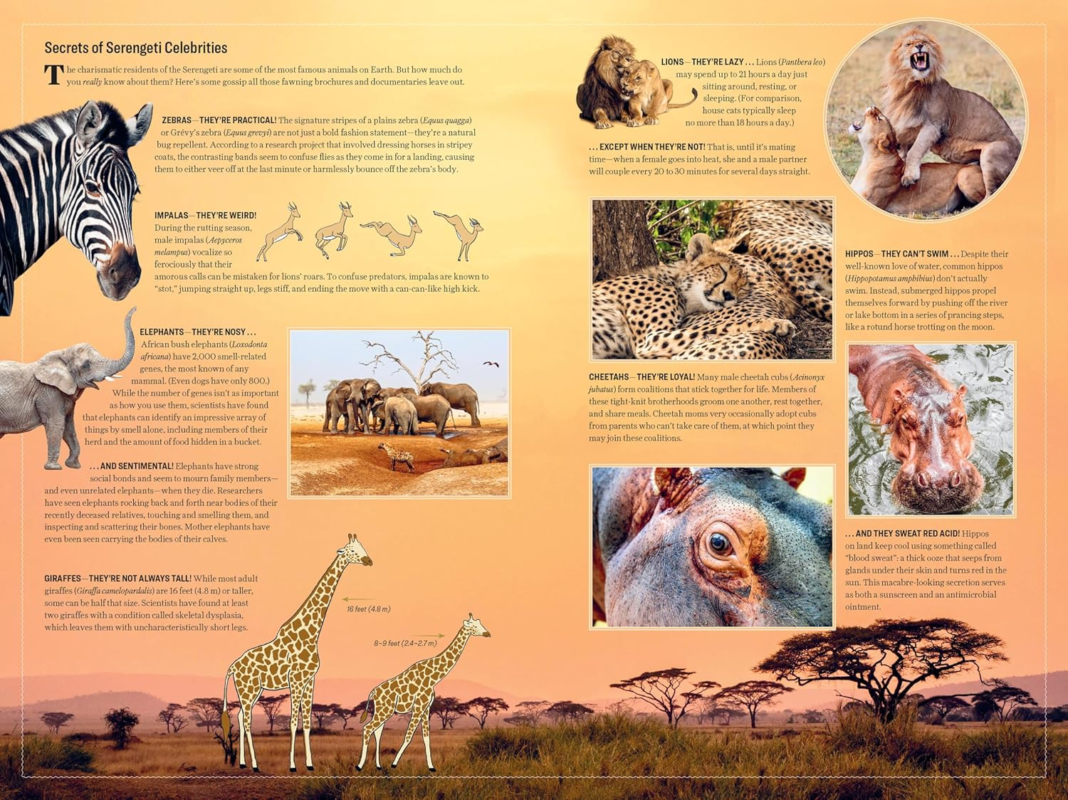 Atlas Obscura: Wild Life: an Explorer'S Guide to the World'S Living Wonders image number 6