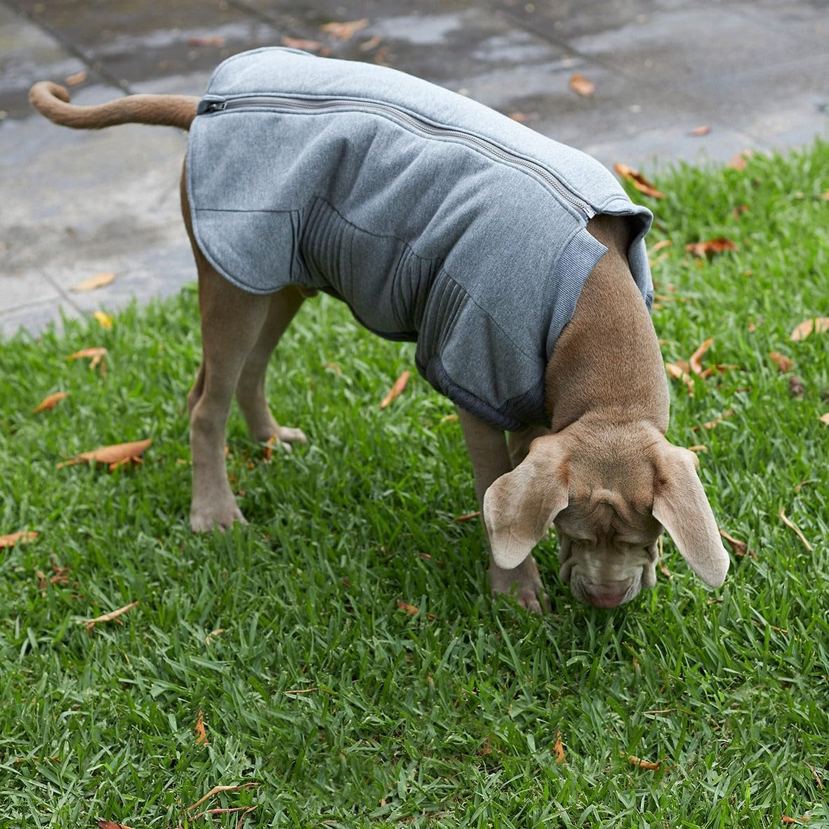 Kazoo Armadillo Dog Jacket, Charcoal, Large image number 1