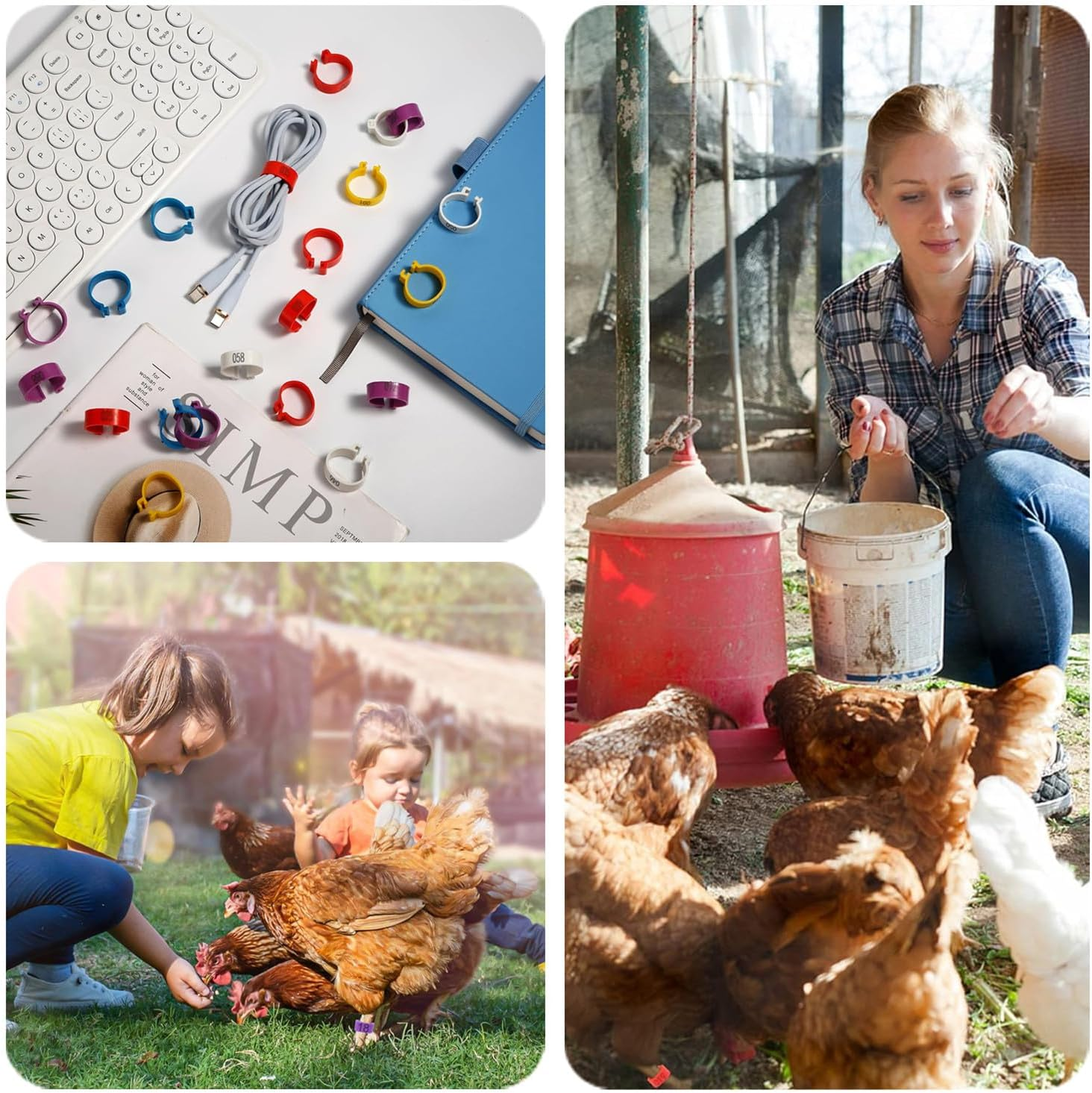 100 Pcs Chicken Leg Rings for Ducks, Pigeons, Guinea Pig, Goose - Numbered Poultry Foot Bands - Chicken Leg Marker Clips - Ideal for Easy Identification and Tracking (16Mm) image number 2