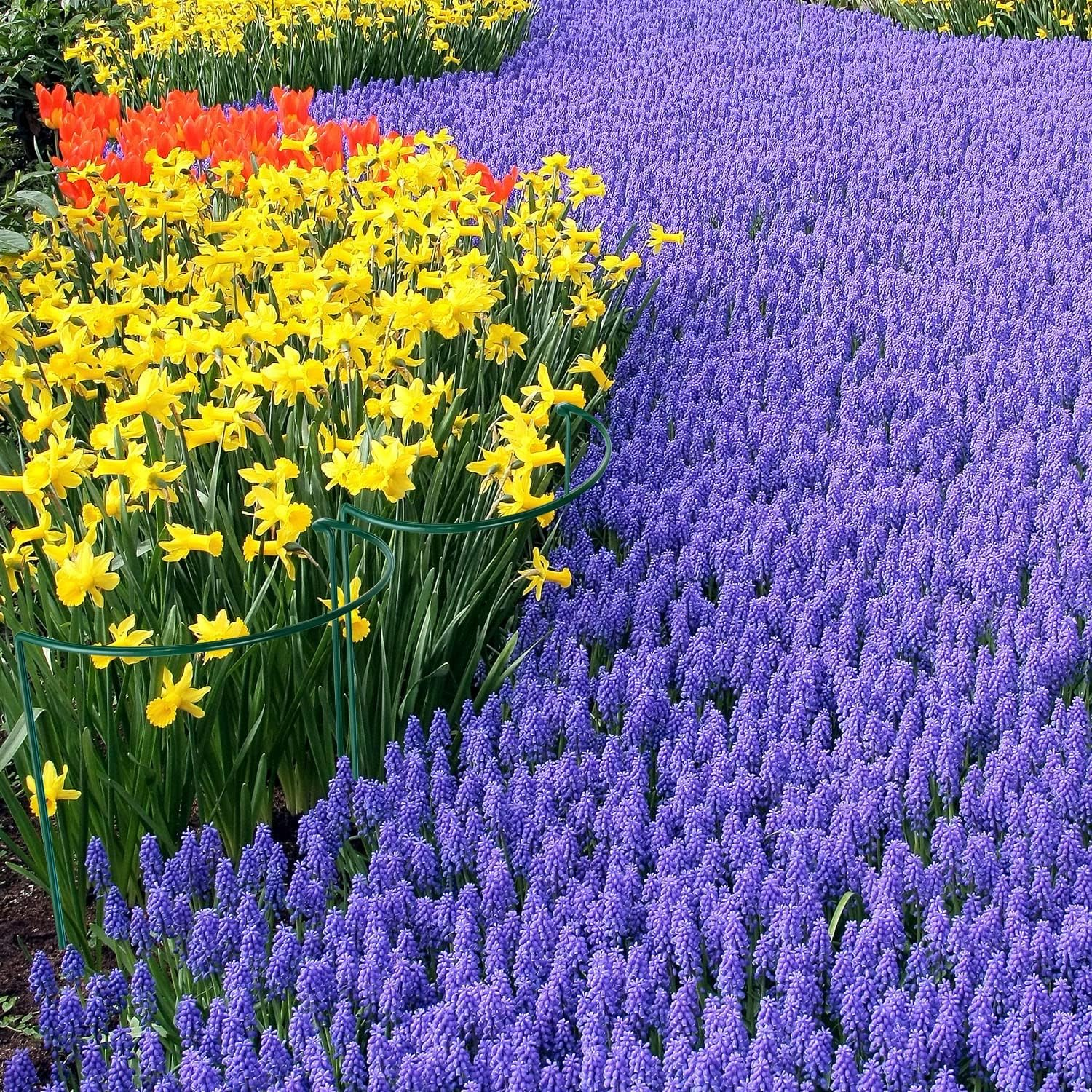 8 Pack Plant Support Stakes, Metal Peony Cages and Supports, Outdoor Garden Stakes Plant Cage, Large Plant Support Rings for Tomato,Rose,Flowers Vine,Indoor Tall Plants (10" W X 15.8" H) image number 3