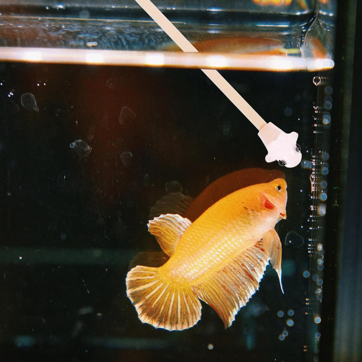 Alasum Betta Fish Training Wand Wooden Interactive for Betta Tank Exercise and Fish Activity Safe Material for Aquarium Pets and Desktop Aquariums image number 4