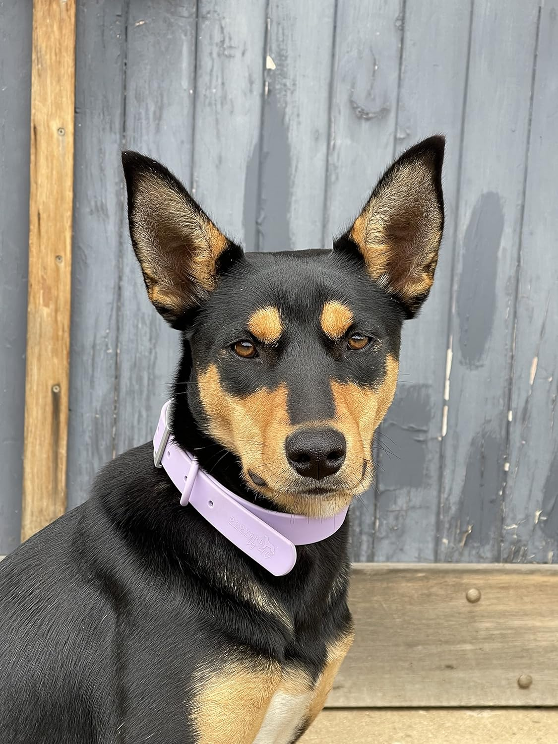 DROVERS Dog and Co Premium Range Biothane&reg;Super Tuff Dog Collars- Mauve (Small) image number 1