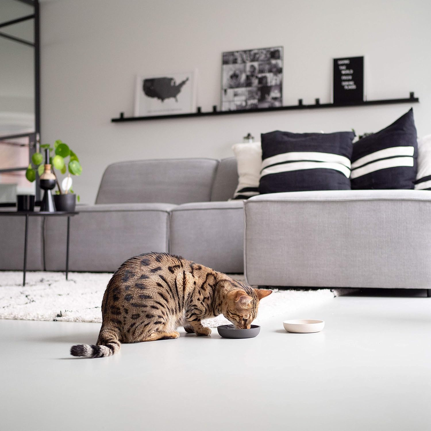 District 70 Bamboo Cat Bowl Merengue - Merengue image number 5