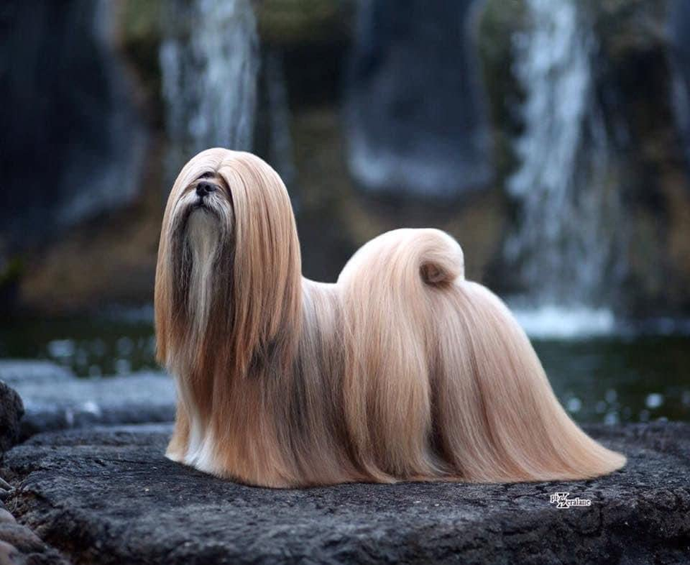 Solaro H Guaina Ricostituente Conditioner for Dogs 250 Ml Detangler Nourishing and Polisher image number 1