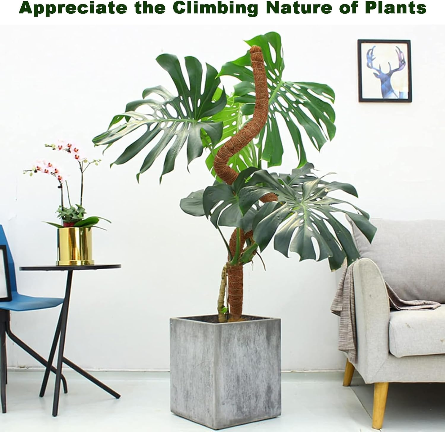 2Pack Moss Pole for Plant Monstera, Bendable Moss Pole for Climbing Plant Moss Pole for Plants Indoor, Plant Support Stakes for Indoor Potted Plants to Grow 70CM (2-Pack 70CM) image number 5