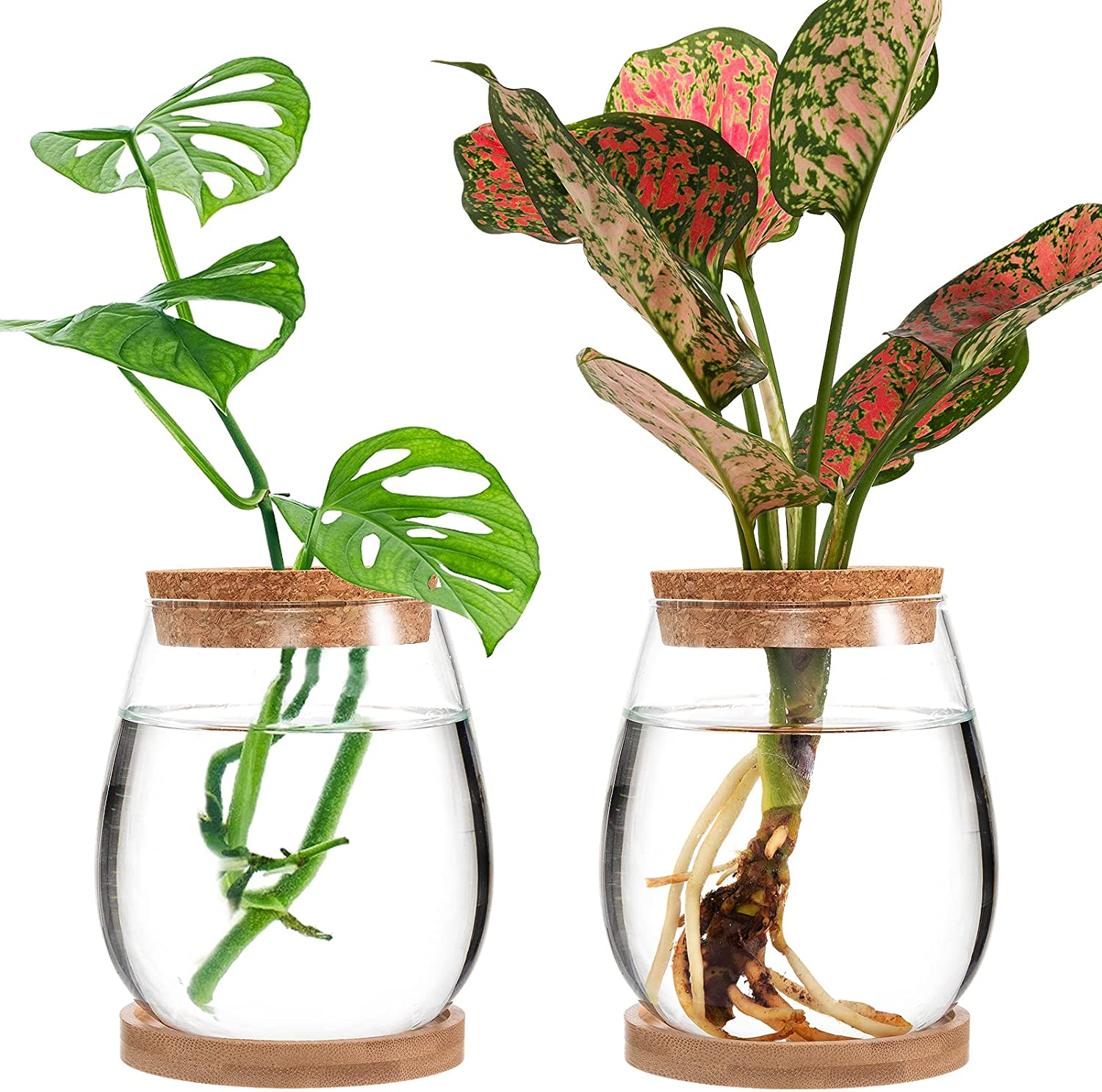 2 Pcs Separated Desktop Plant Terrarium - Plant Propagation Planter Water Station Planting Glass Vase with Lid & Wooden Stand for Growing Hydroponic Home Office Table Decoration image number 4