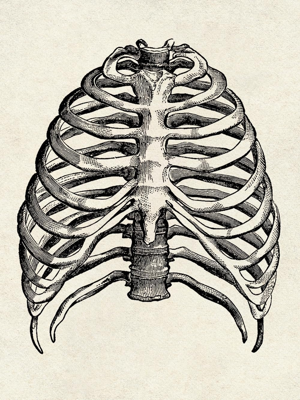 Ohhvvow Human Anatomy Artwork Medical Wall Picture Muscle Skeleton Vintage Poster Nordic Canvas Print Education Painting Modern Decor(Unframed) image number 4