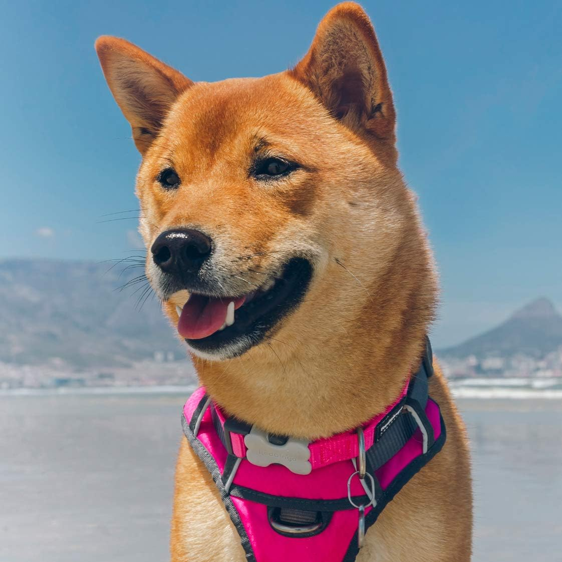 Red Dingo Padded Dog Harness, Hot Pink, X-SMALL image number 2